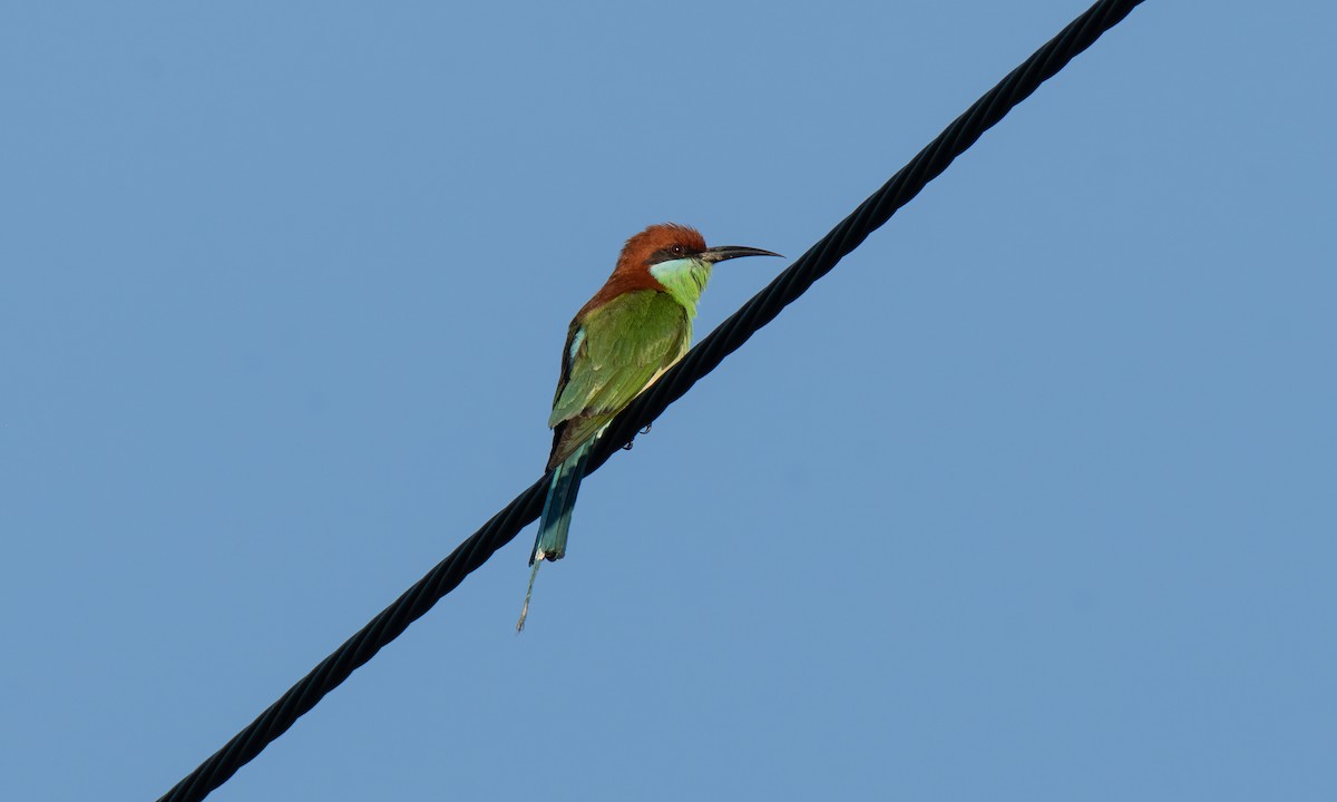 Rufous-crowned Bee-eater - ML620368924