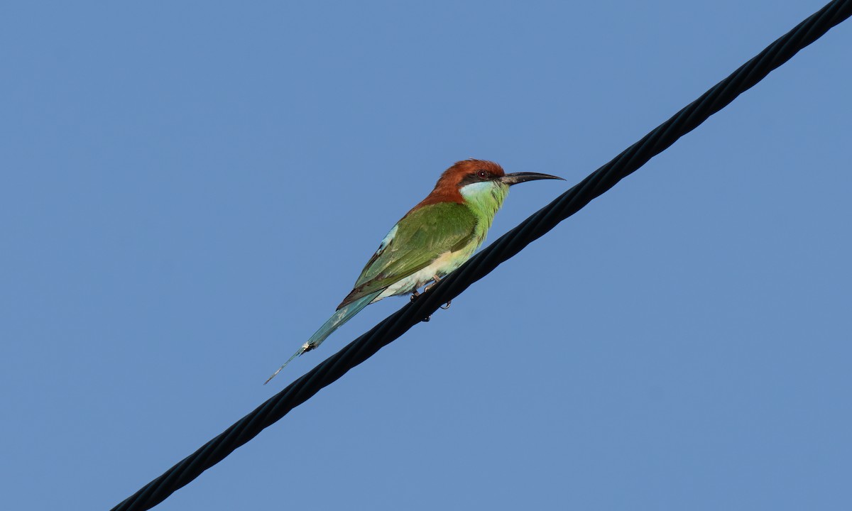 Rufous-crowned Bee-eater - ML620368925