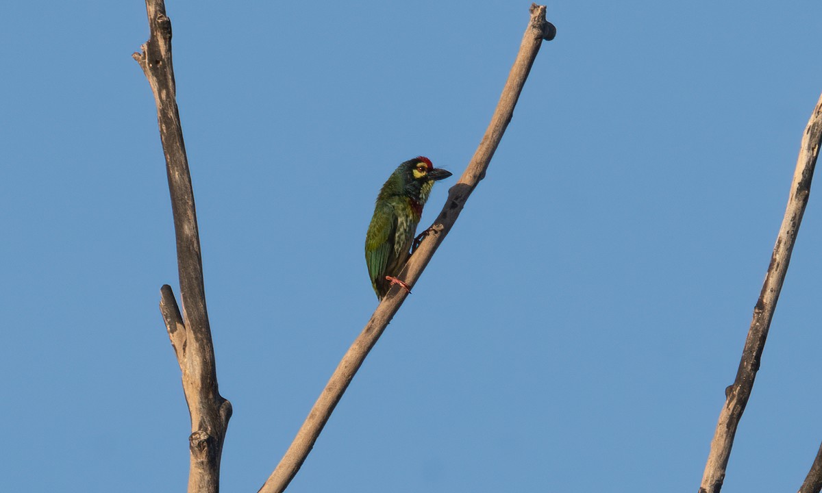 Coppersmith Barbet - ML620368927