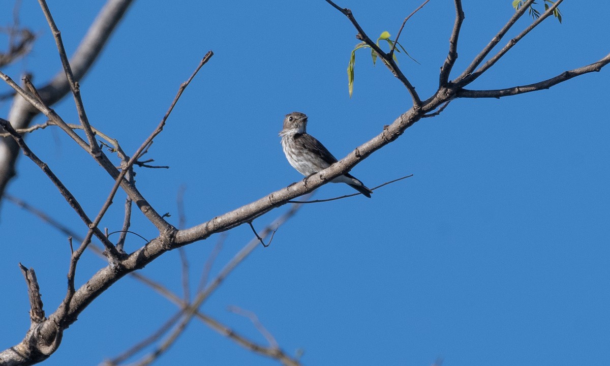 Gray-streaked Flycatcher - ML620368940