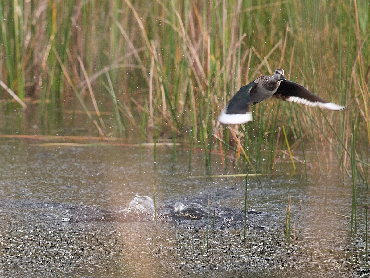 Cotton Pygmy-Goose - ML620368951