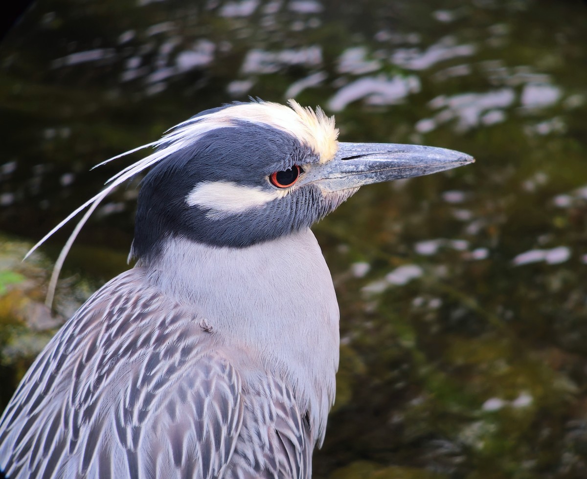 Yellow-crowned Night Heron - ML620368961