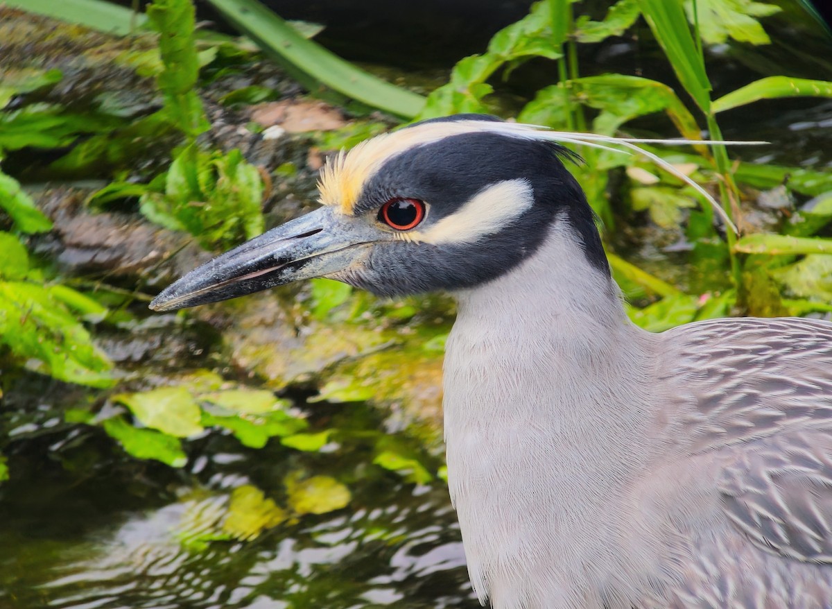 Yellow-crowned Night Heron - ML620368962