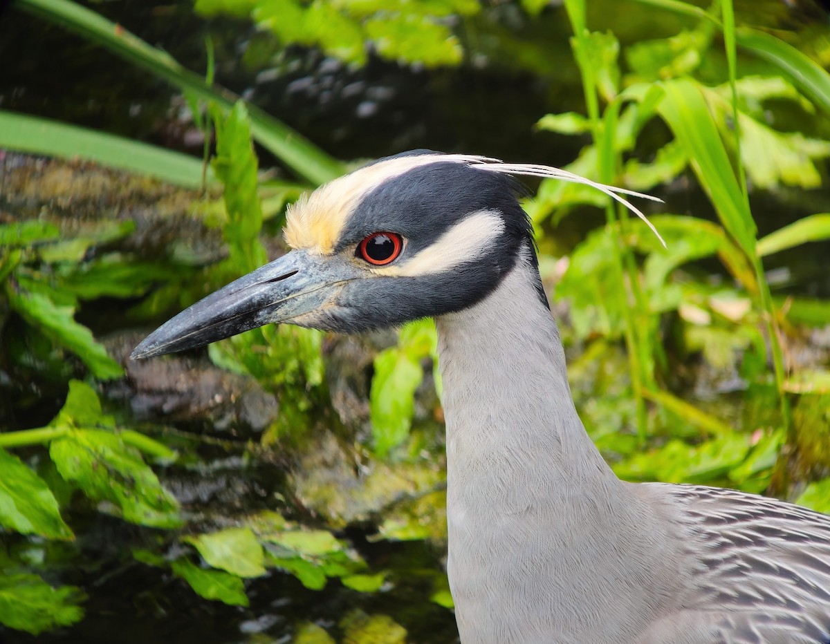 Yellow-crowned Night Heron - ML620368963