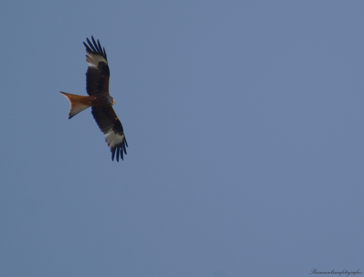 Red Kite - ML620368964