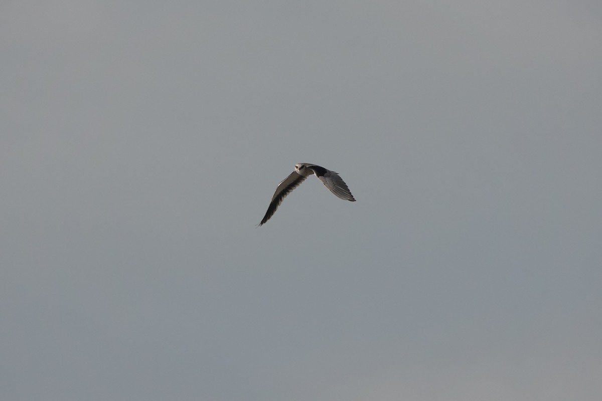 Black-winged Kite - ML620368969