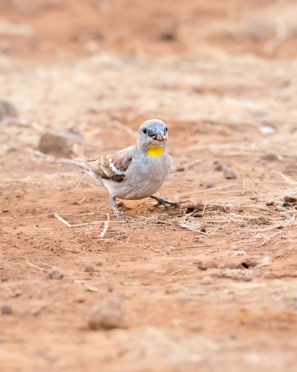 Yellow-throated Sparrow - ML620368998