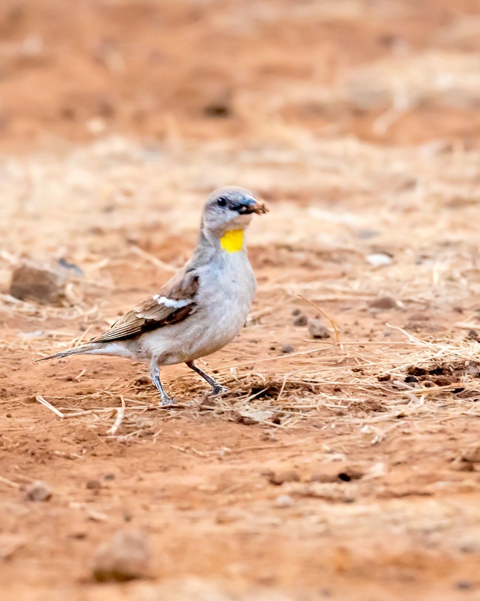 Yellow-throated Sparrow - ML620368999
