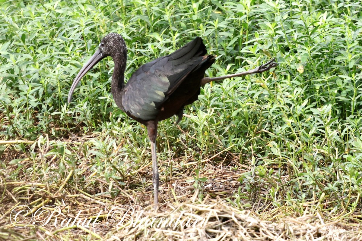 ibis hnědý - ML620369018