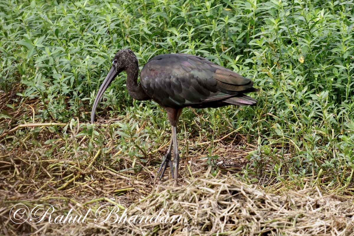 ibis hnědý - ML620369019