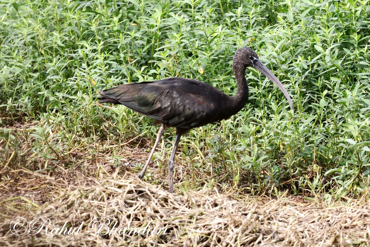 ibis hnědý - ML620369021