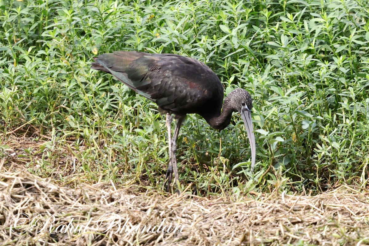 ibis hnědý - ML620369022