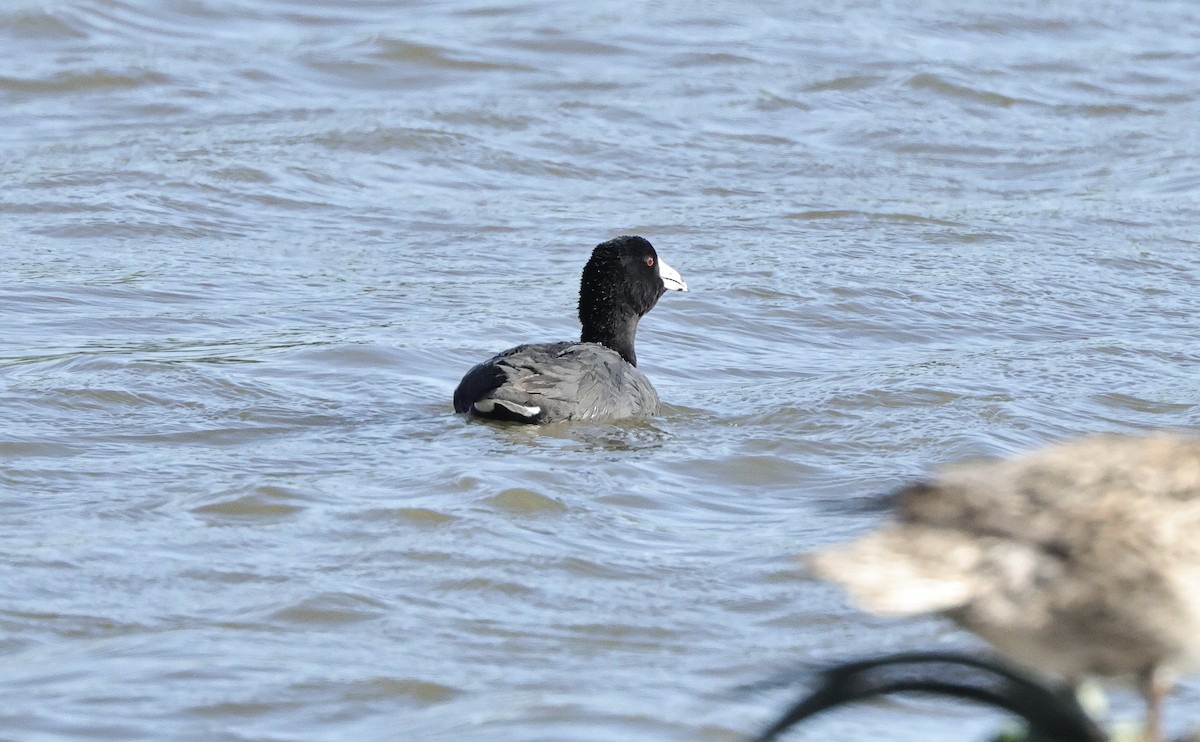 American Coot (Red-shielded) - ML620369032
