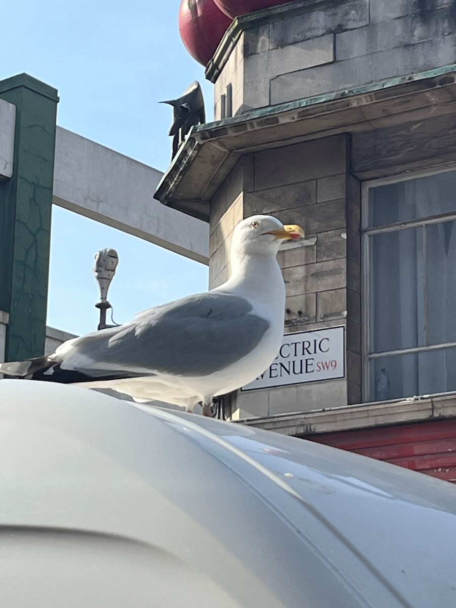 European Herring Gull - ML620369044