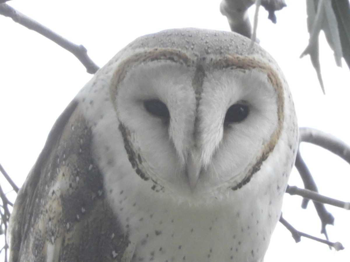 Barn Owl - ML620369051