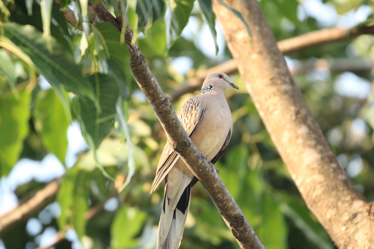 Spotted Dove - ML620369053