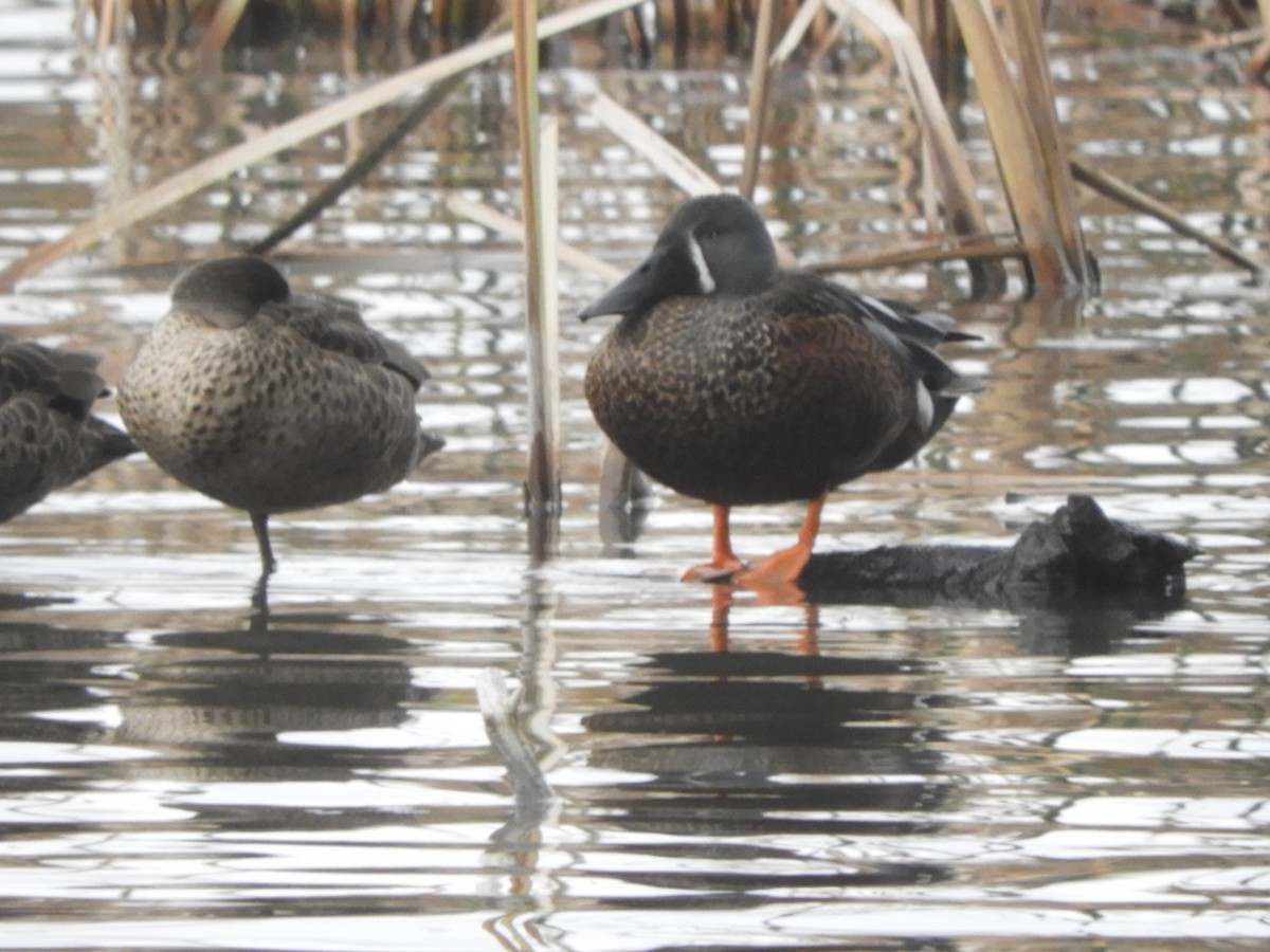 Australasian Shoveler - ML620369055