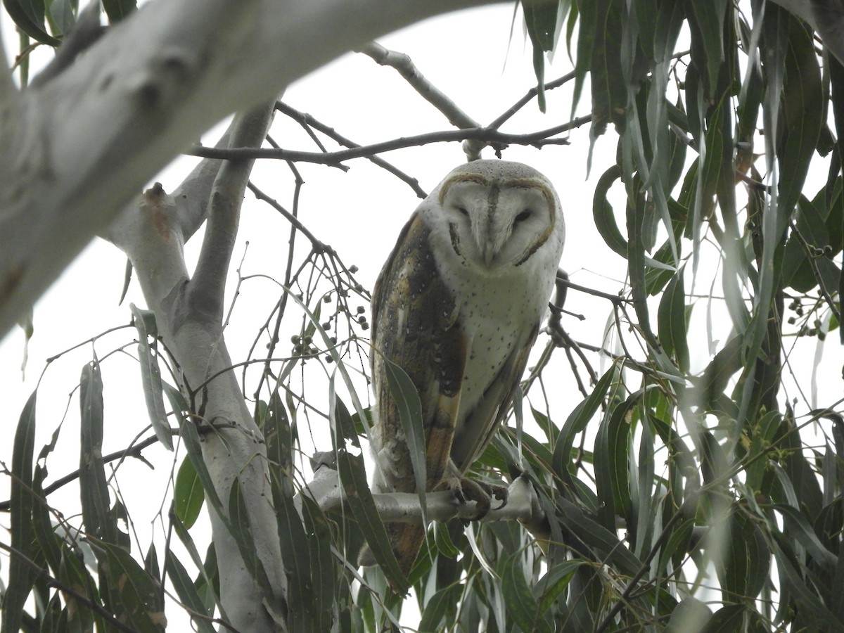 Barn Owl - ML620369080