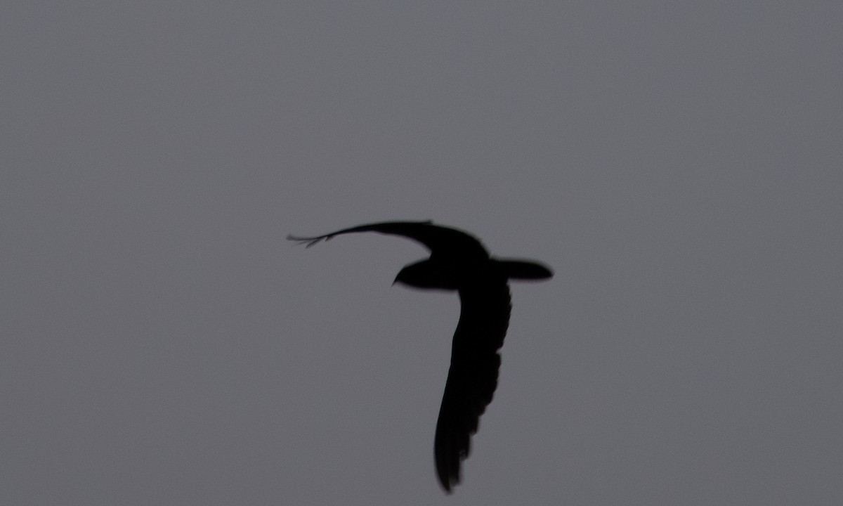 Riesennachtschwalbe - ML620369112