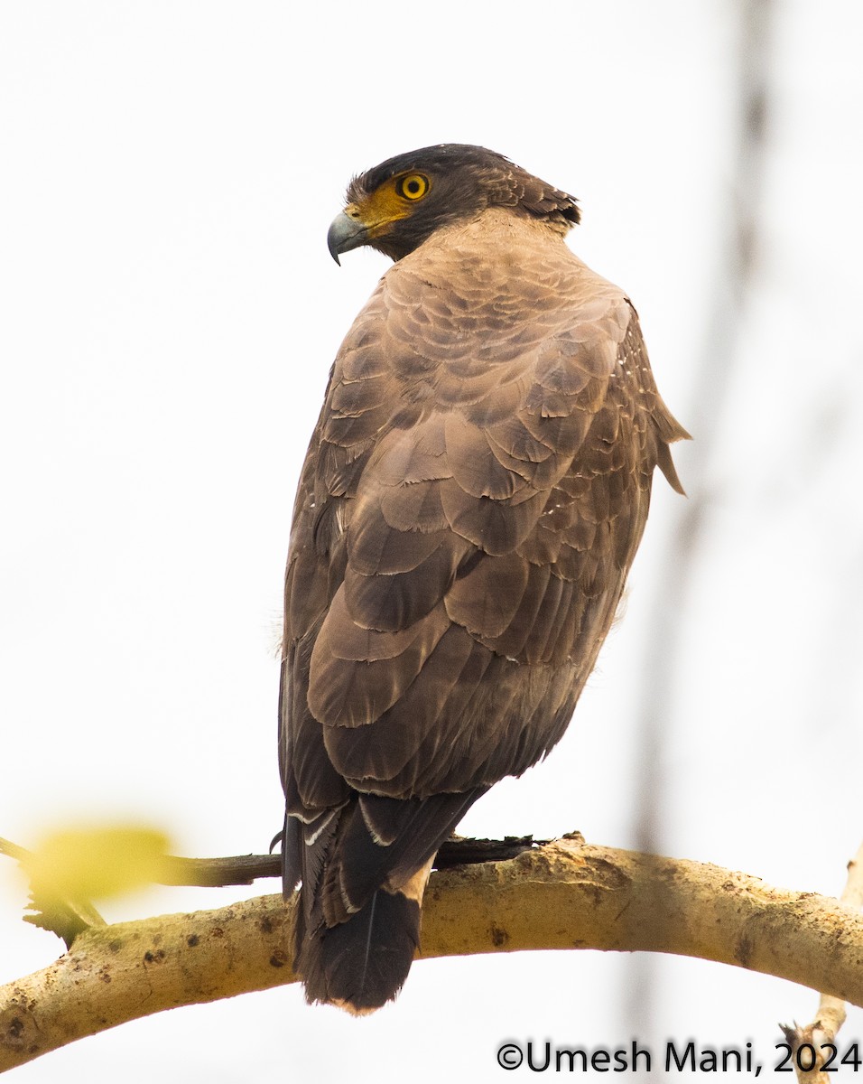 Crested Serpent-Eagle - ML620369133