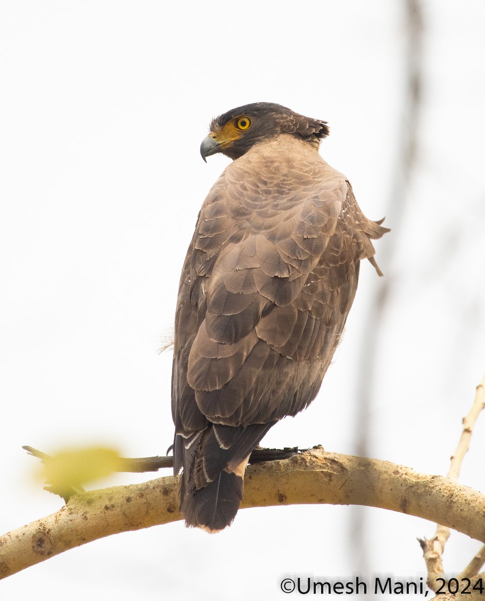 Crested Serpent-Eagle - ML620369134
