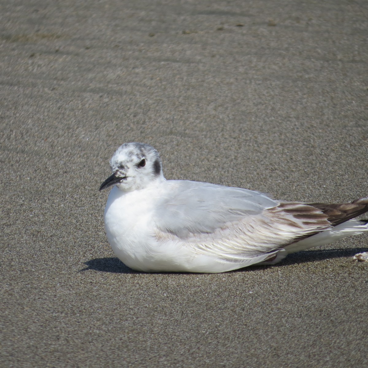 Gaviota de Bonaparte - ML620369138