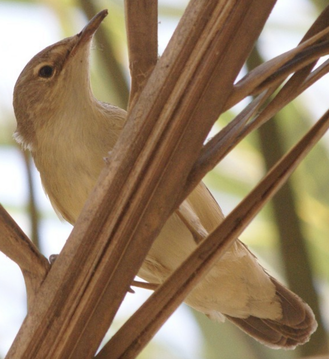 Marsh Warbler - ML620369154