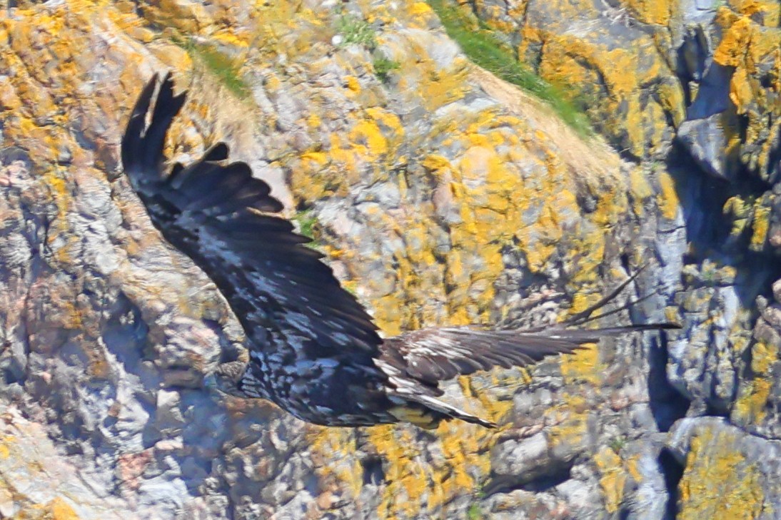 White-tailed Eagle - ML620369157