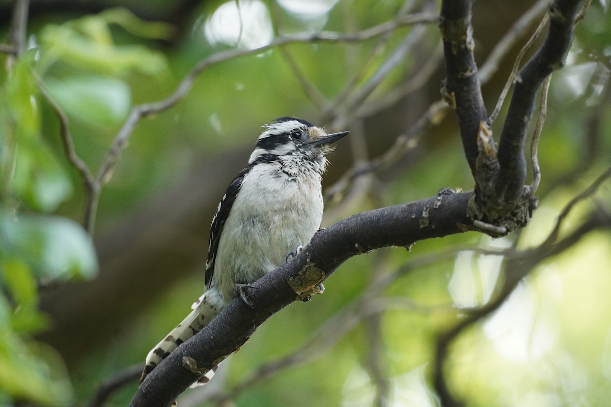 Downy Woodpecker - ML620369159