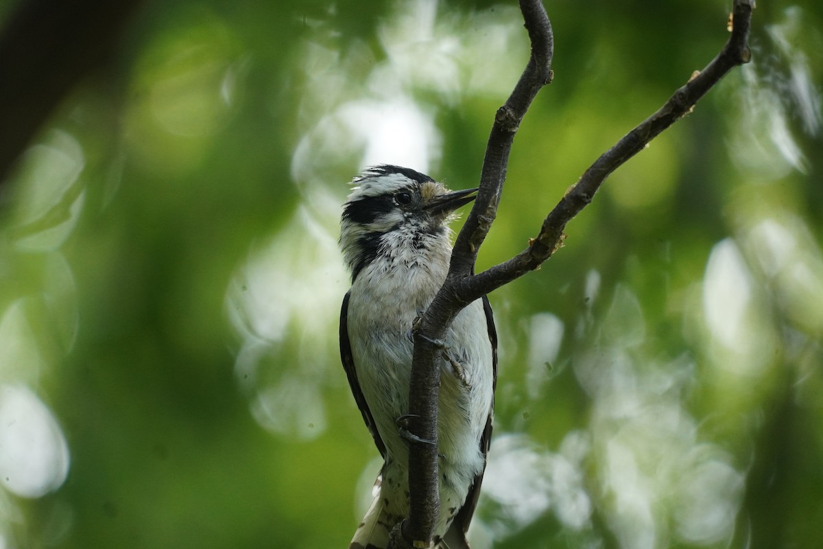 Downy Woodpecker - ML620369160