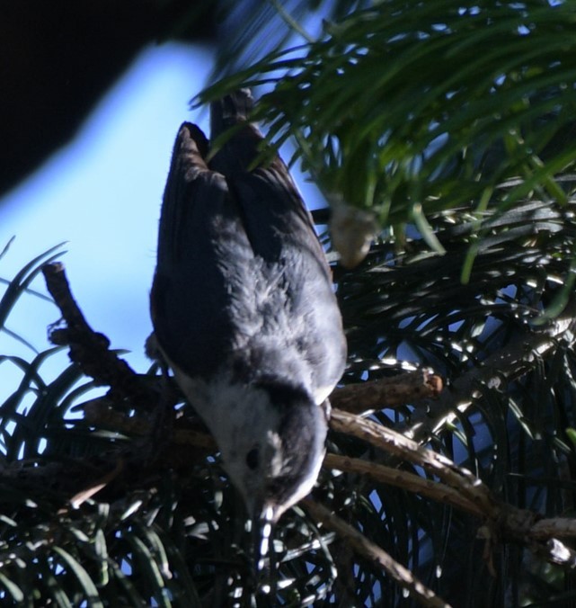 White-cheeked Nuthatch - ML620369162