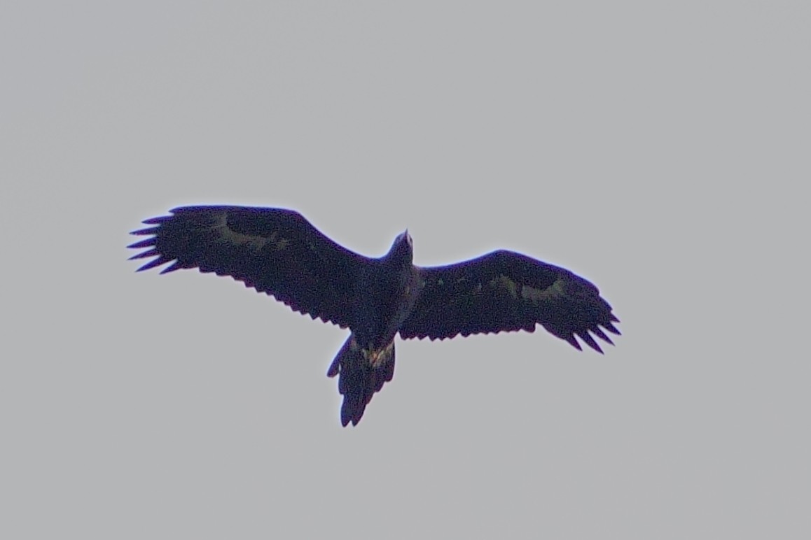 Wedge-tailed Eagle - ML620369179