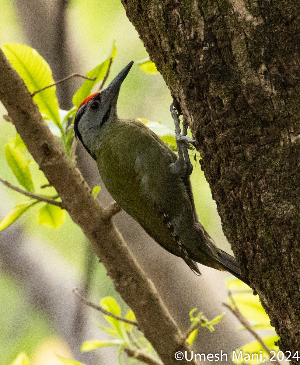 Gray-headed Woodpecker - ML620369195