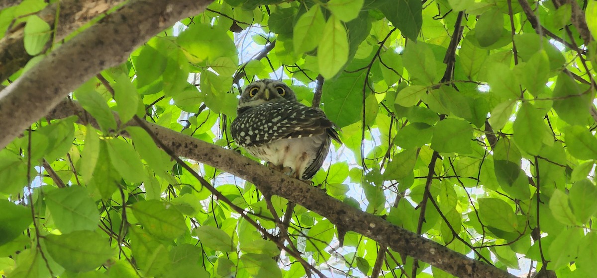Spotted Owlet - Tuck Hong Tang