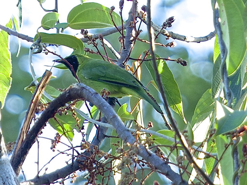 Lesser Green Leafbird - ML620369224