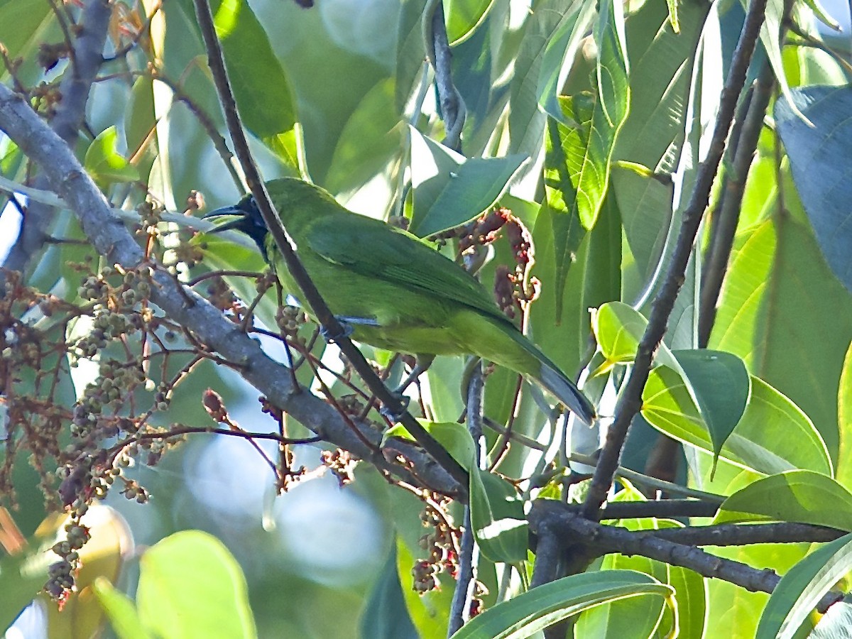 Lesser Green Leafbird - ML620369227