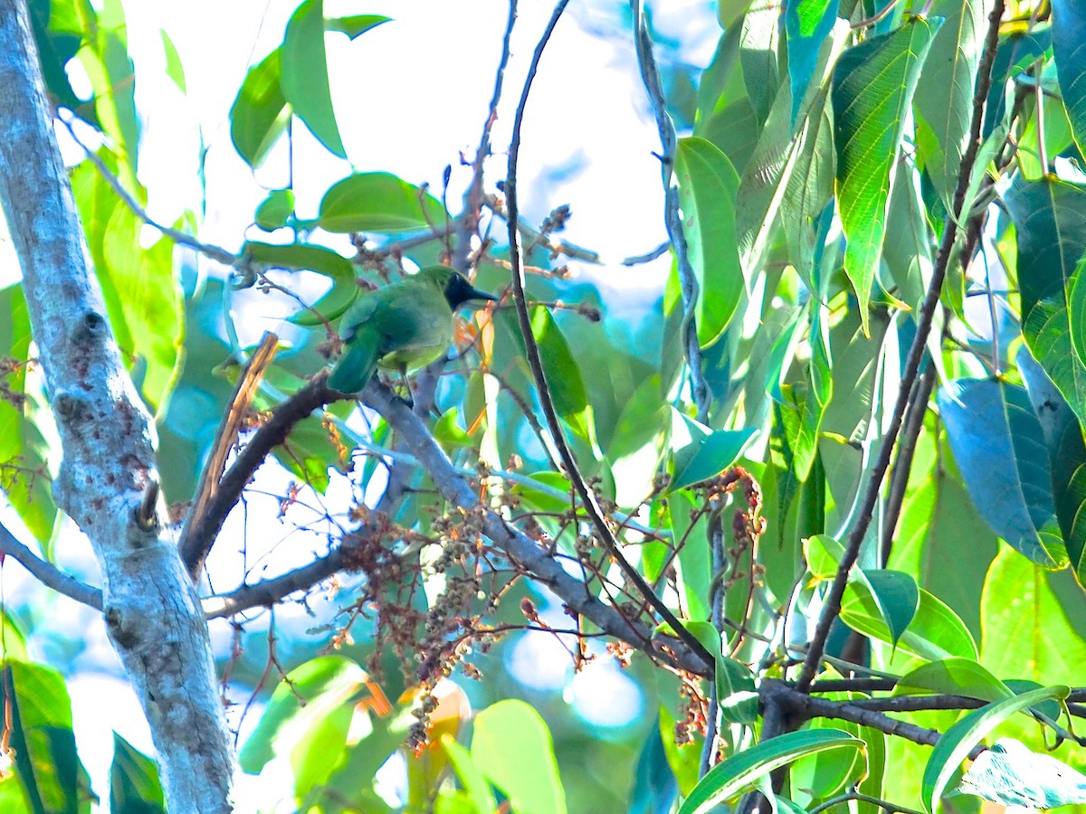 Lesser Green Leafbird - ML620369231