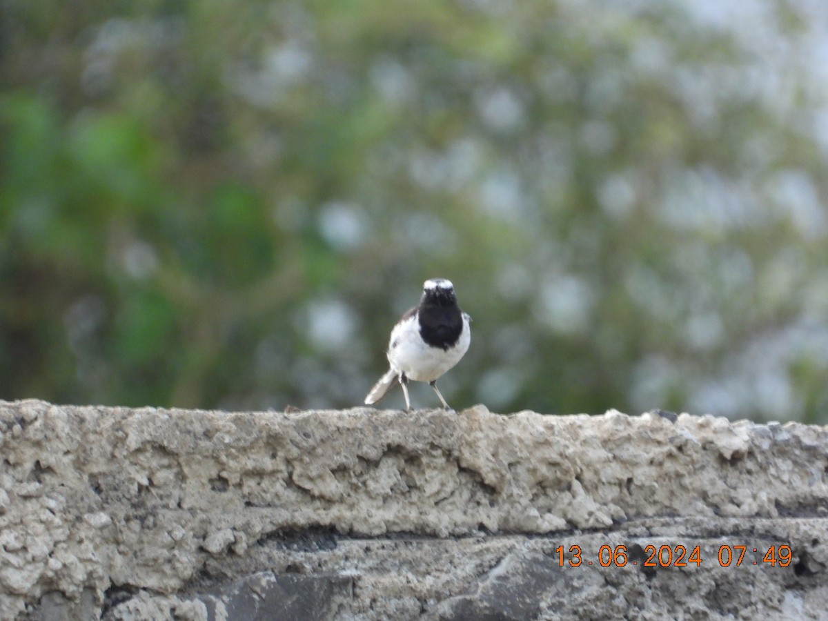White-browed Wagtail - ML620369260