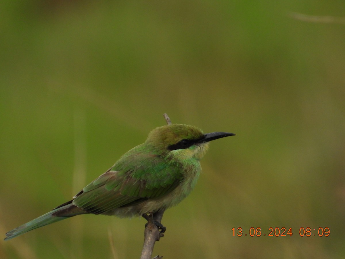 Asian Green Bee-eater - ML620369267