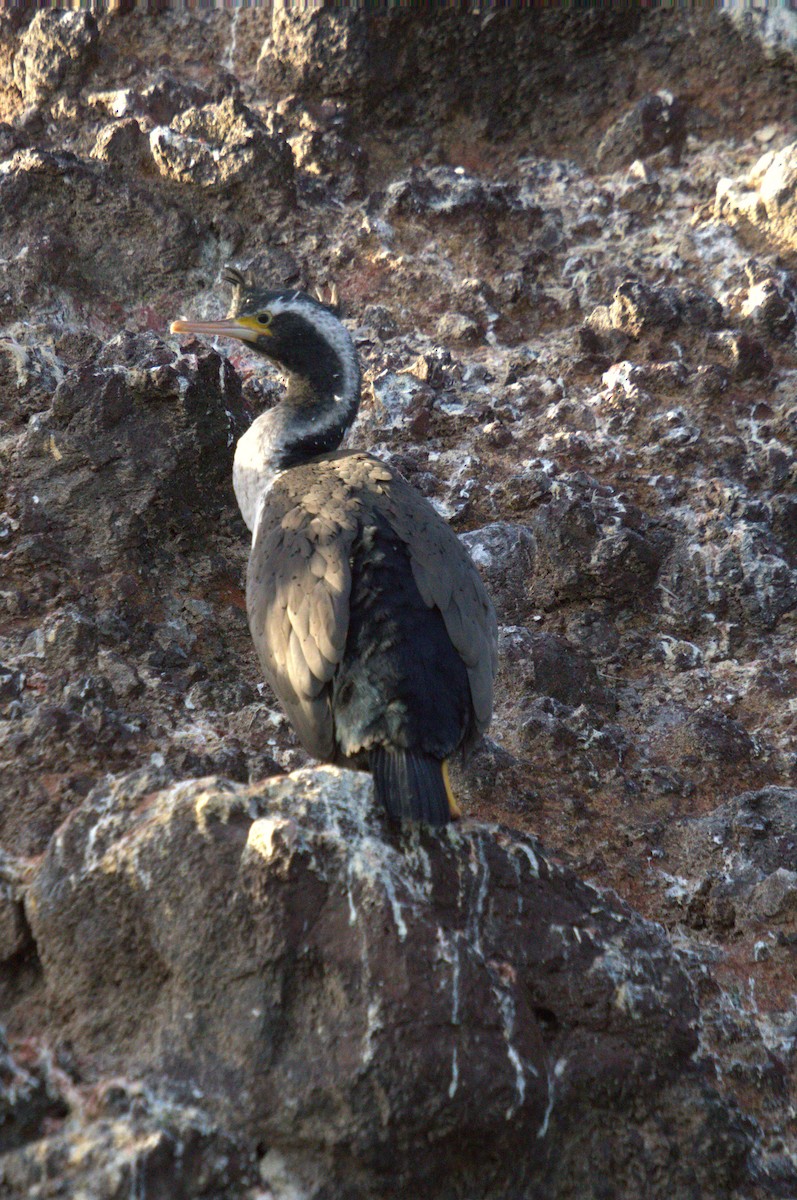 Spotted Shag - ML620369277