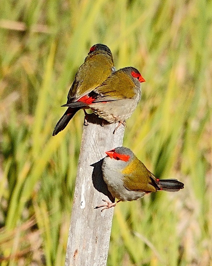 Red-browed Firetail - ML620369278