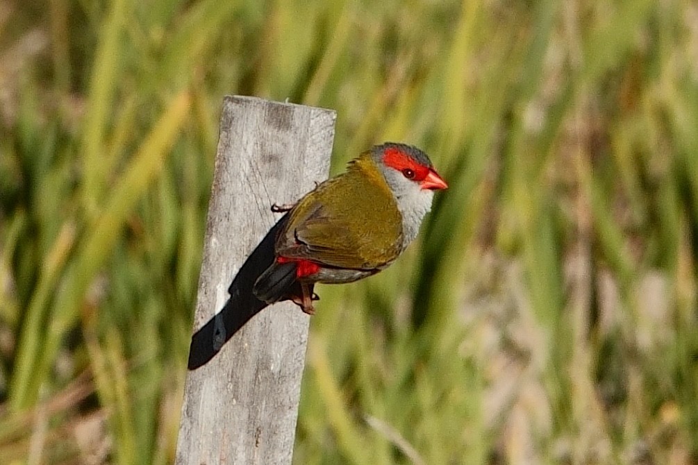 Red-browed Firetail - ML620369279