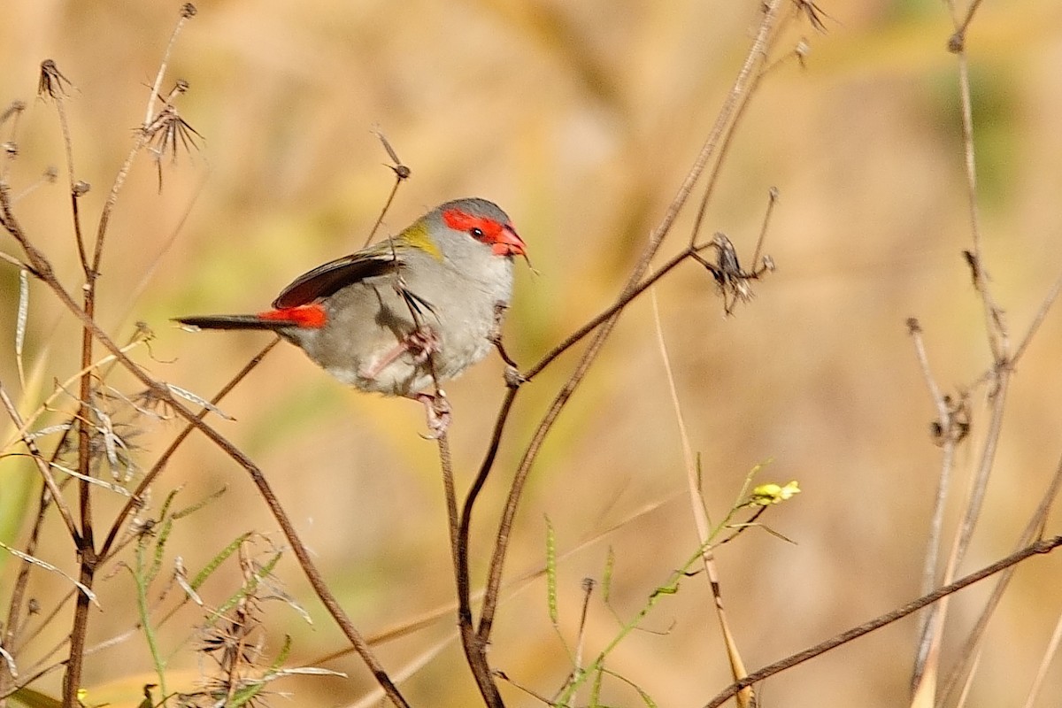 Red-browed Firetail - ML620369285