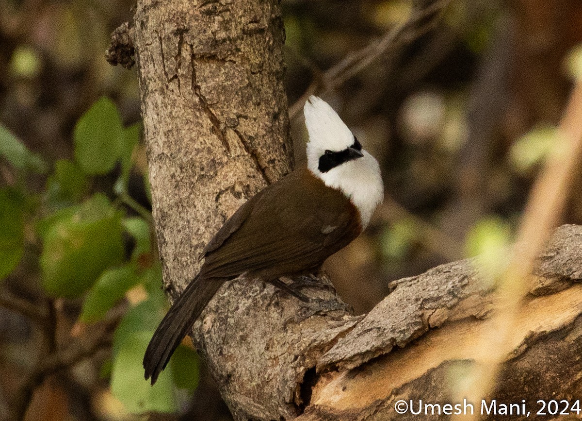 White-crested Laughingthrush - ML620369287