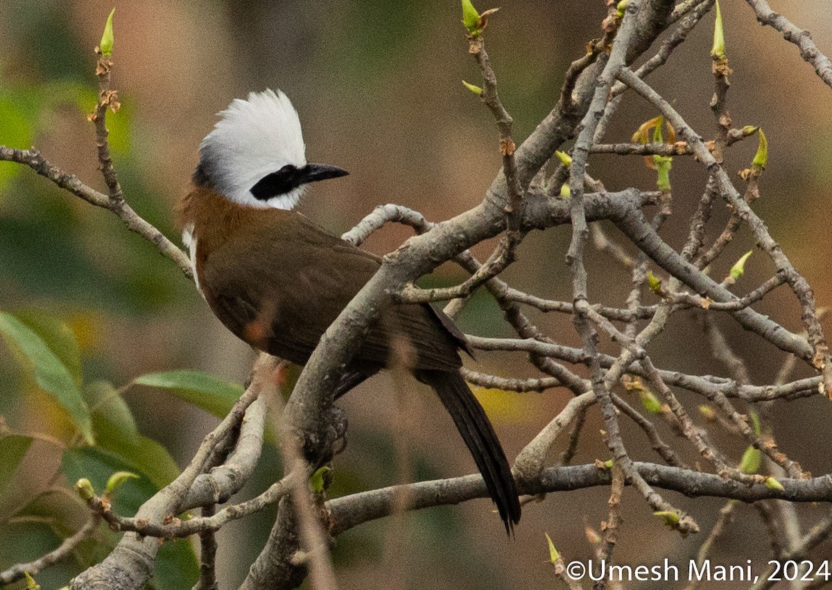 White-crested Laughingthrush - ML620369289