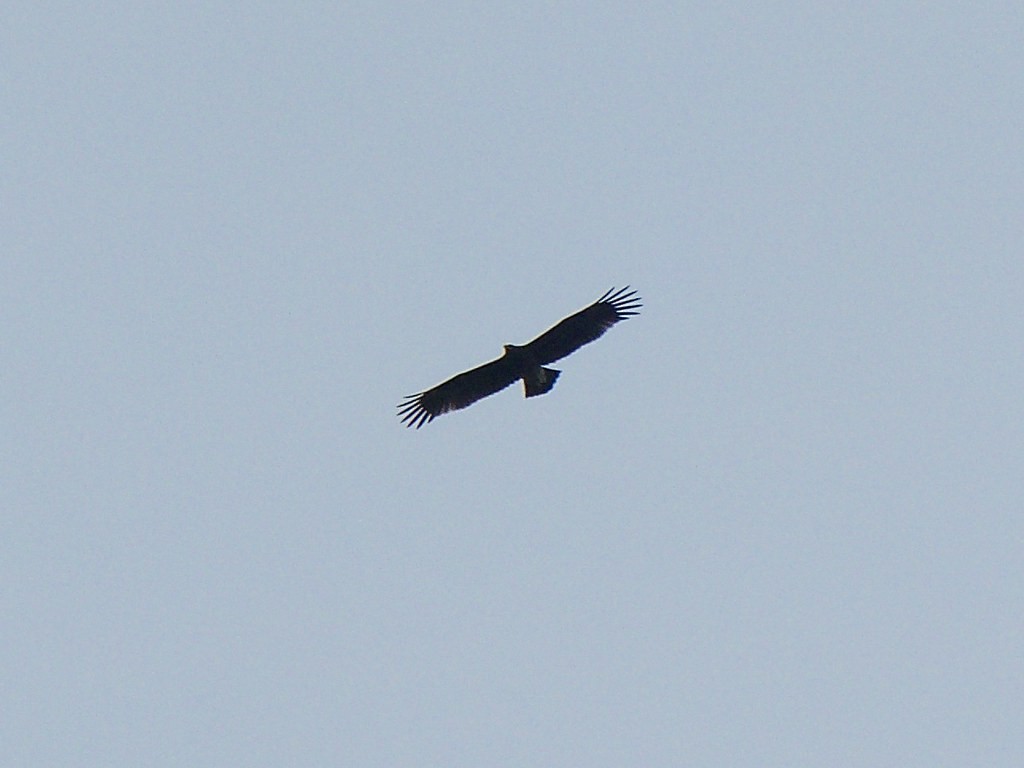 Greater Spotted Eagle - ML620369300