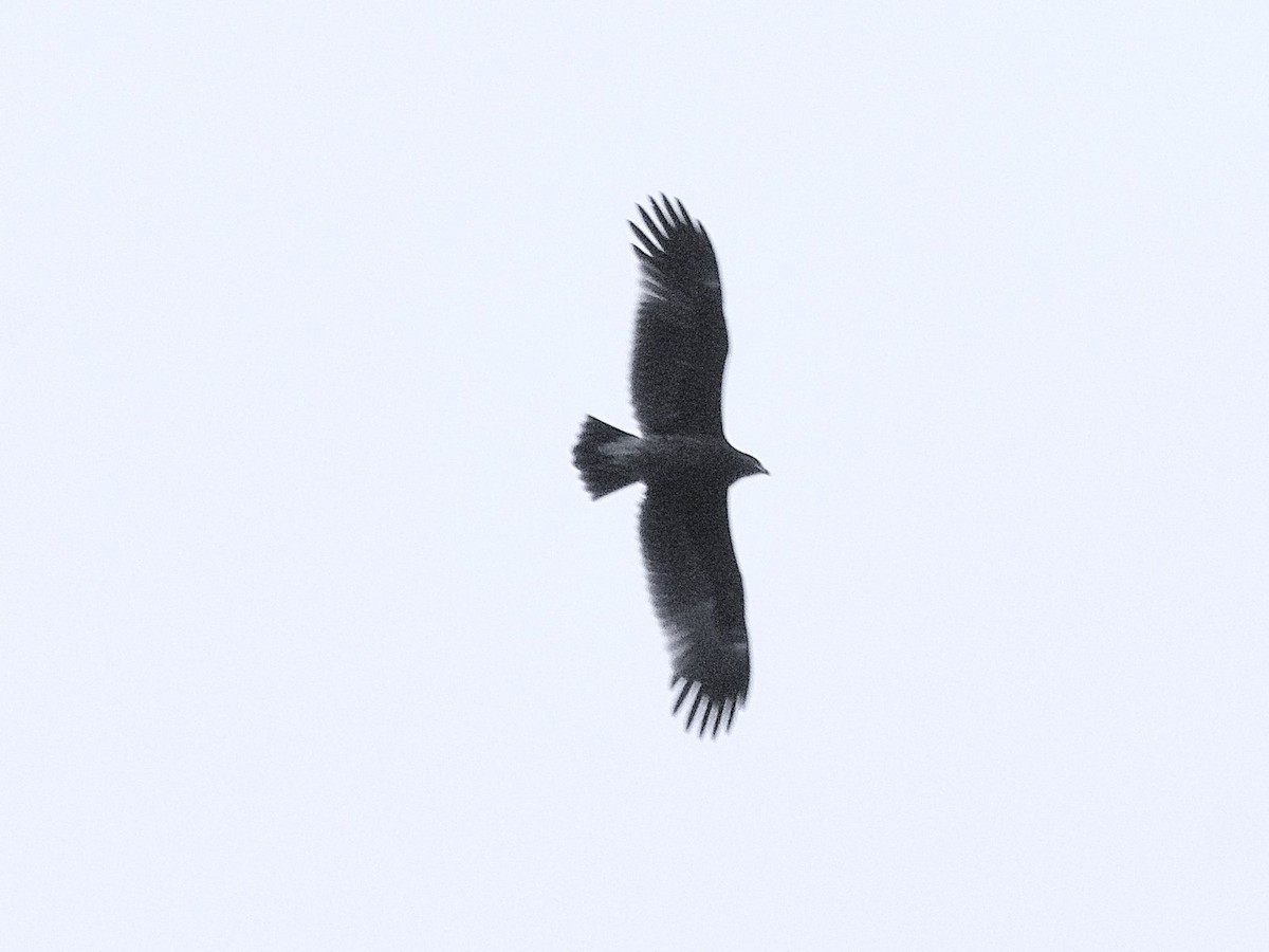Greater Spotted Eagle - ML620369301
