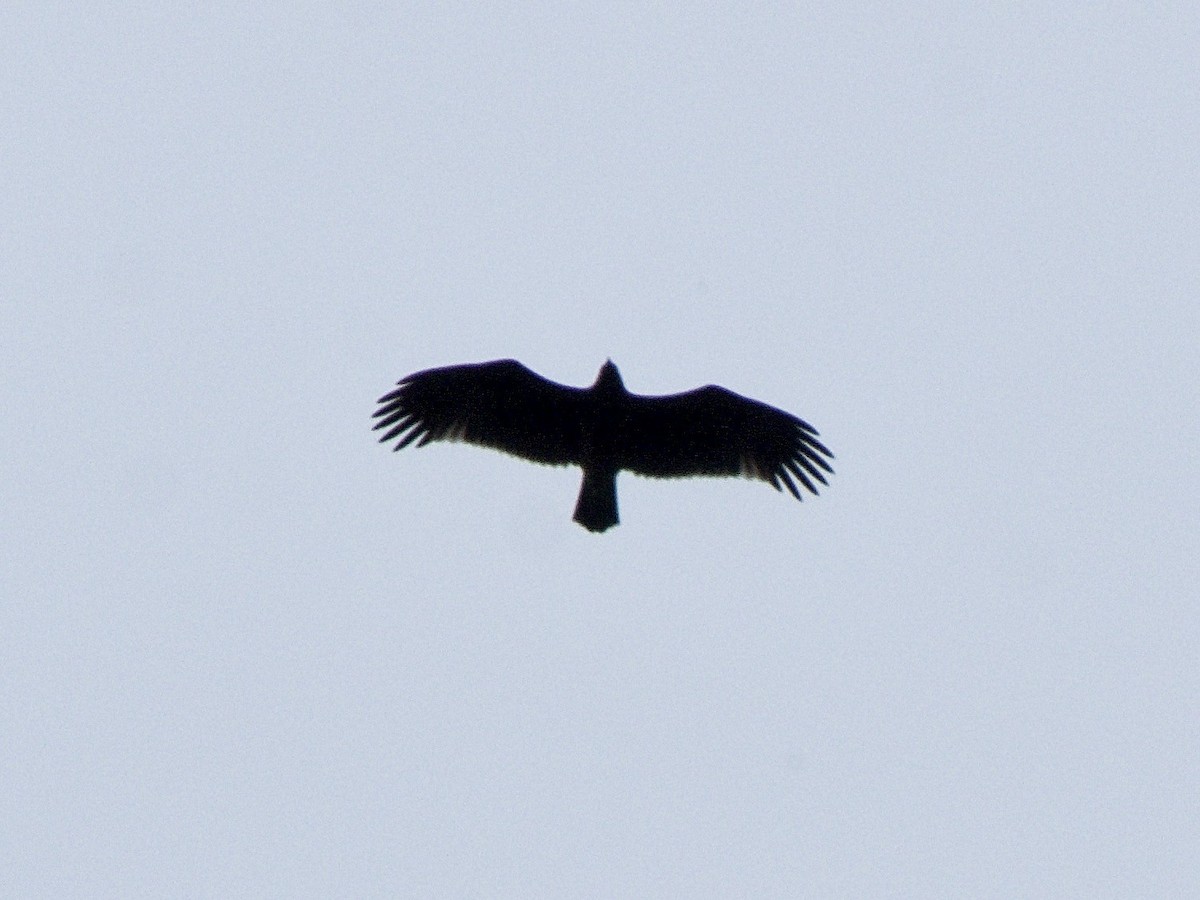 Greater Spotted Eagle - ML620369302