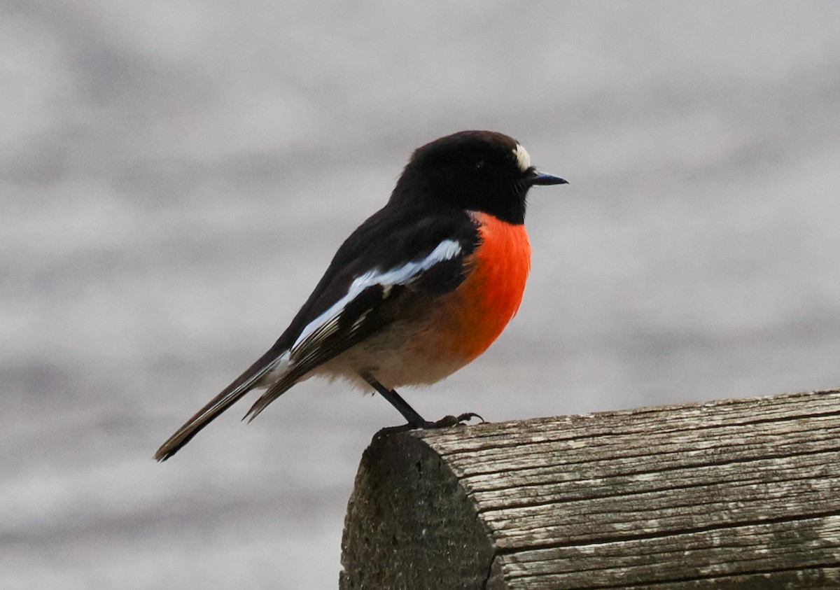 Scarlet Robin (Campbell's) - ML620369309