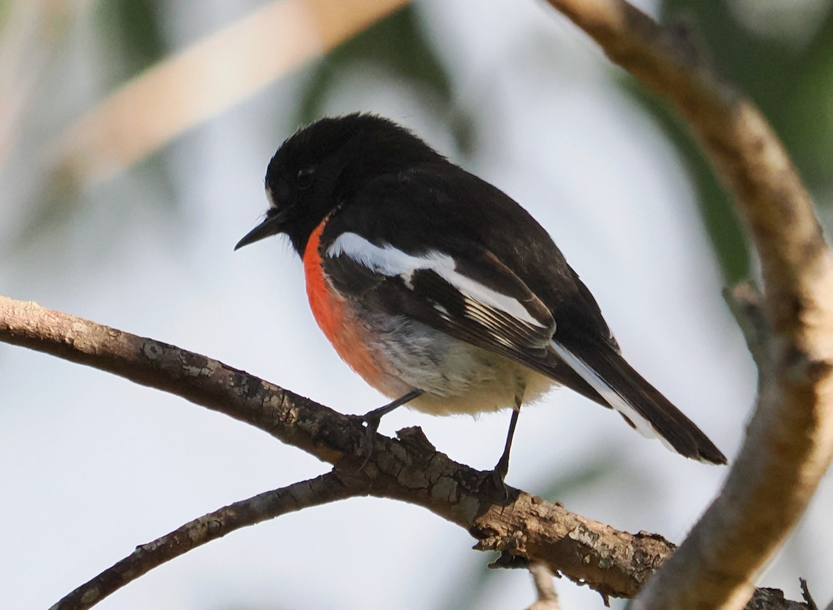 Scarlet Robin (Campbell's) - ML620369310